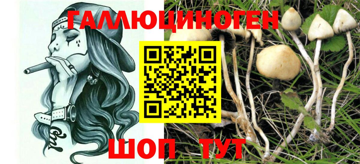 Курган  Галлюциногенные грибы Cubensis  купить наркоту  Вход с VPN 